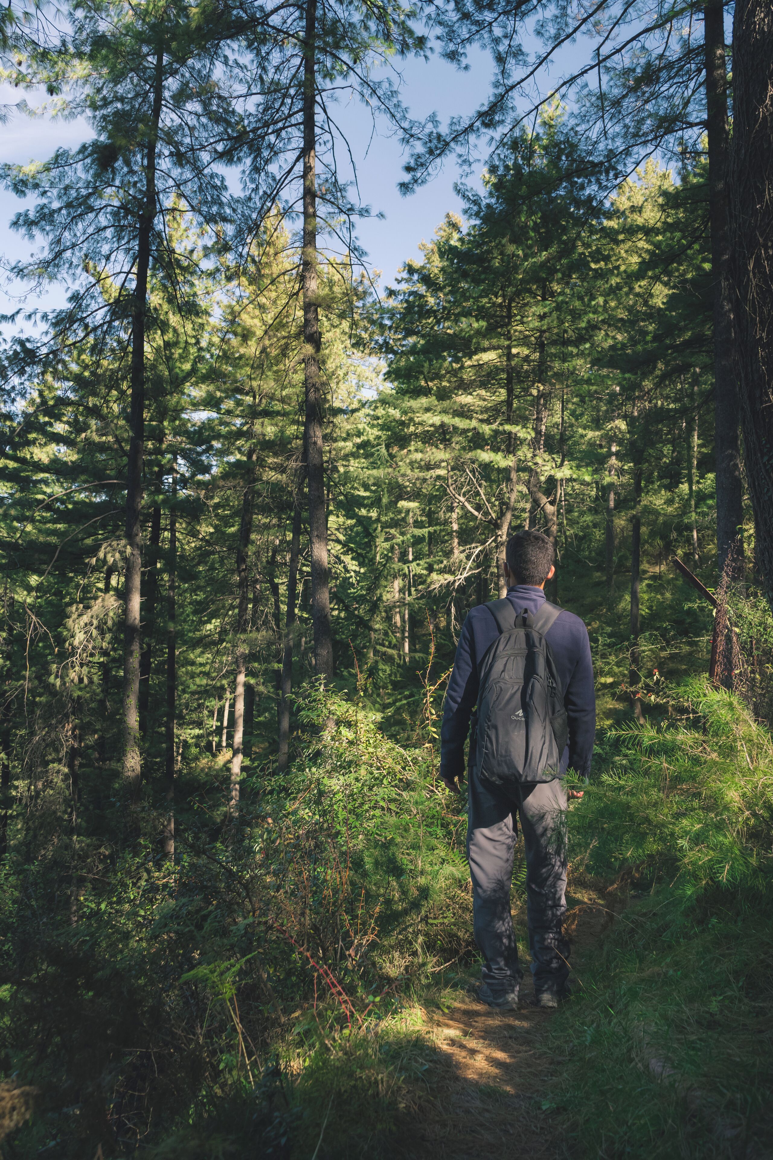 A person walking on a forest path surrounded by tall trees.