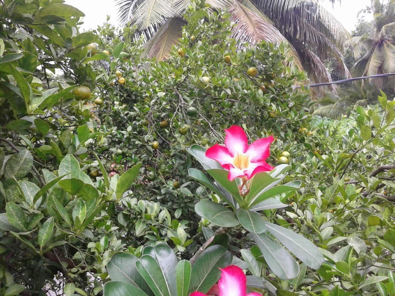 A lush garden with a prominent red and yellow flower, green foliage, and a palm tree in the background.