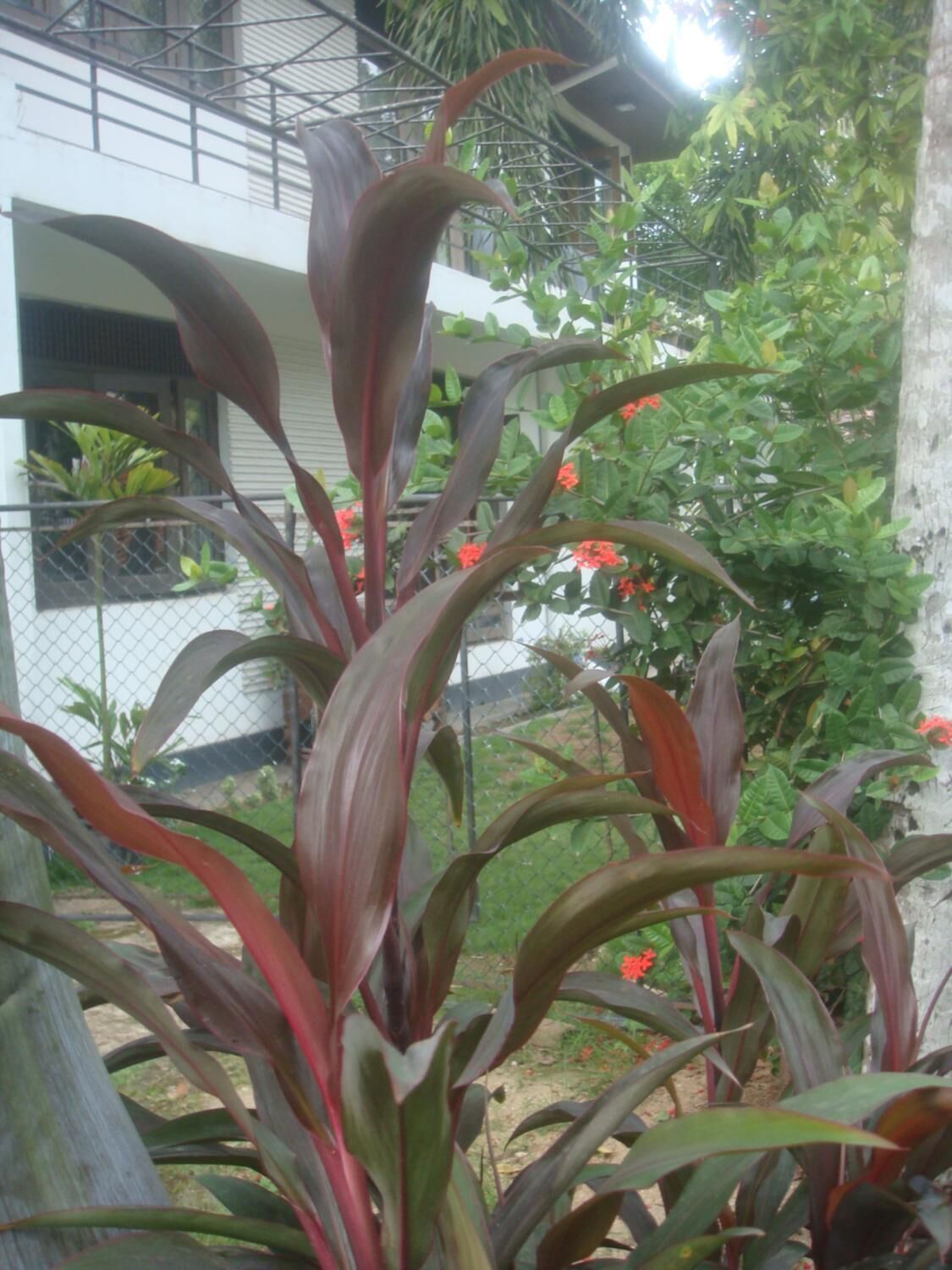 A plant with broad leaves in a garden area.