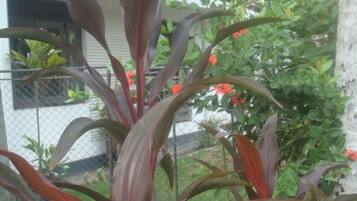 A plant with broad leaves in a garden area.
