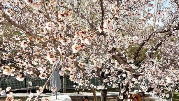 Ein Park mit Kirschblüten, einer Holzbank und einem Tisch mit Stühlen.
