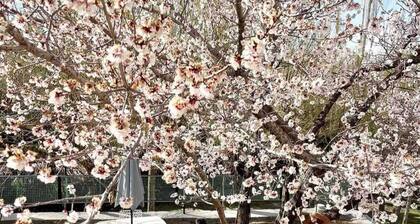 Leh Stumpa Upper Tukcha Road Leh