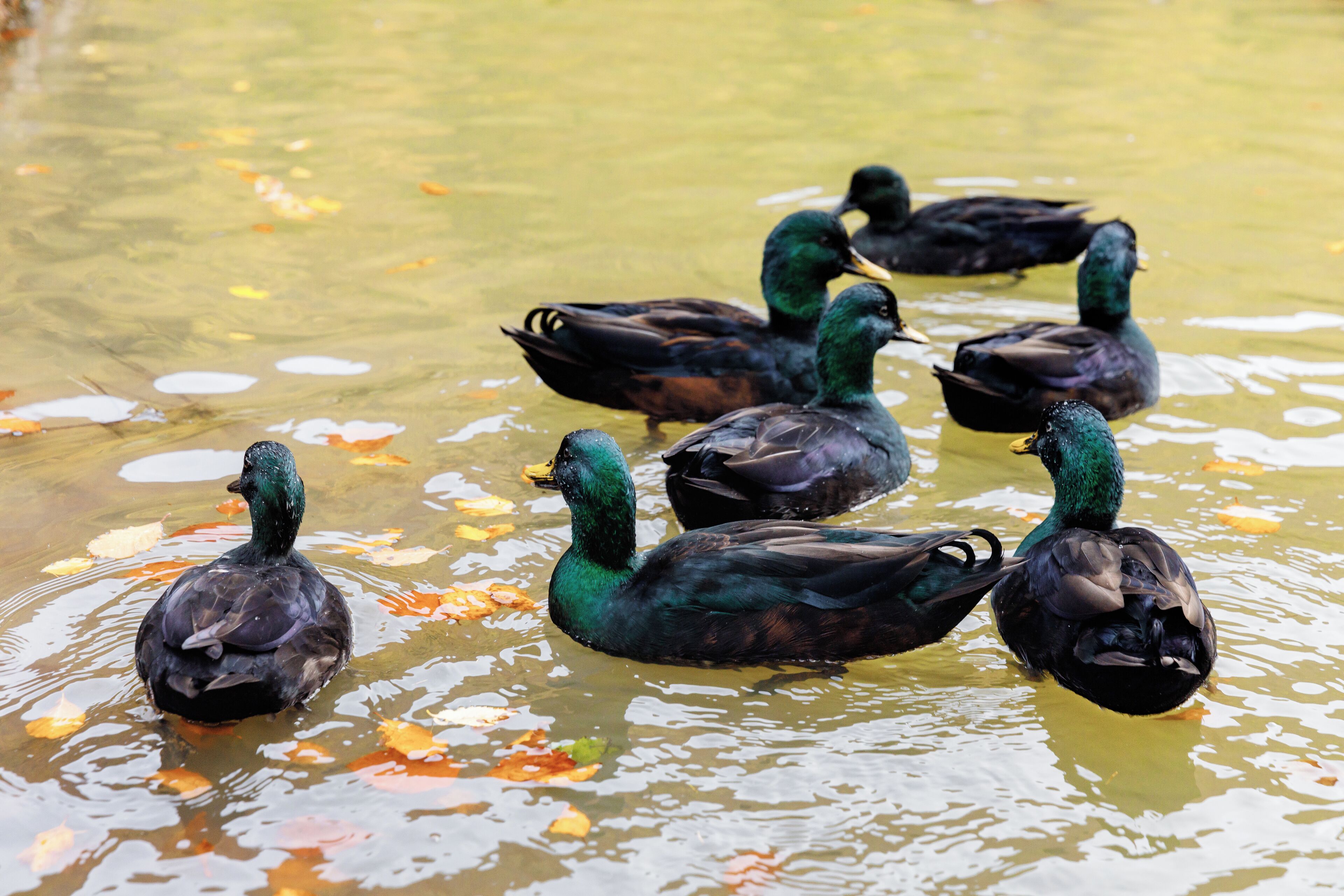 A group of ducks swimming in a pond with floating leaves.