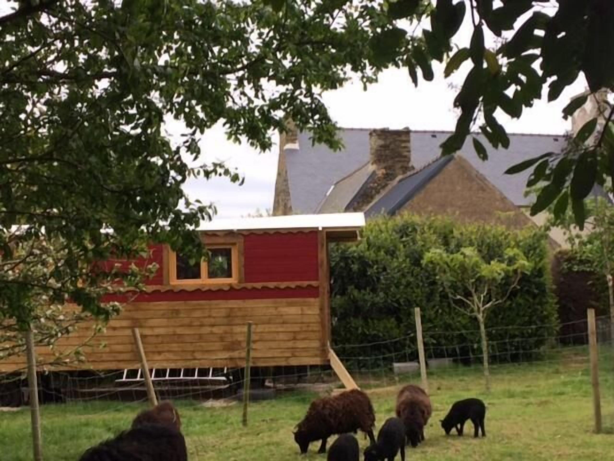 A rural farm setting with a wooden barn and a fenced area containing several black sheep.