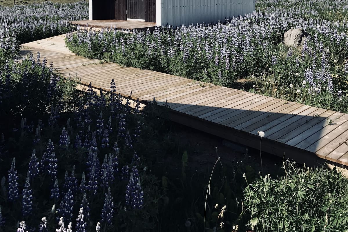 A modern building with a sloped roof, surrounded by a field of purple flowers, and accessible by a wooden pathway.