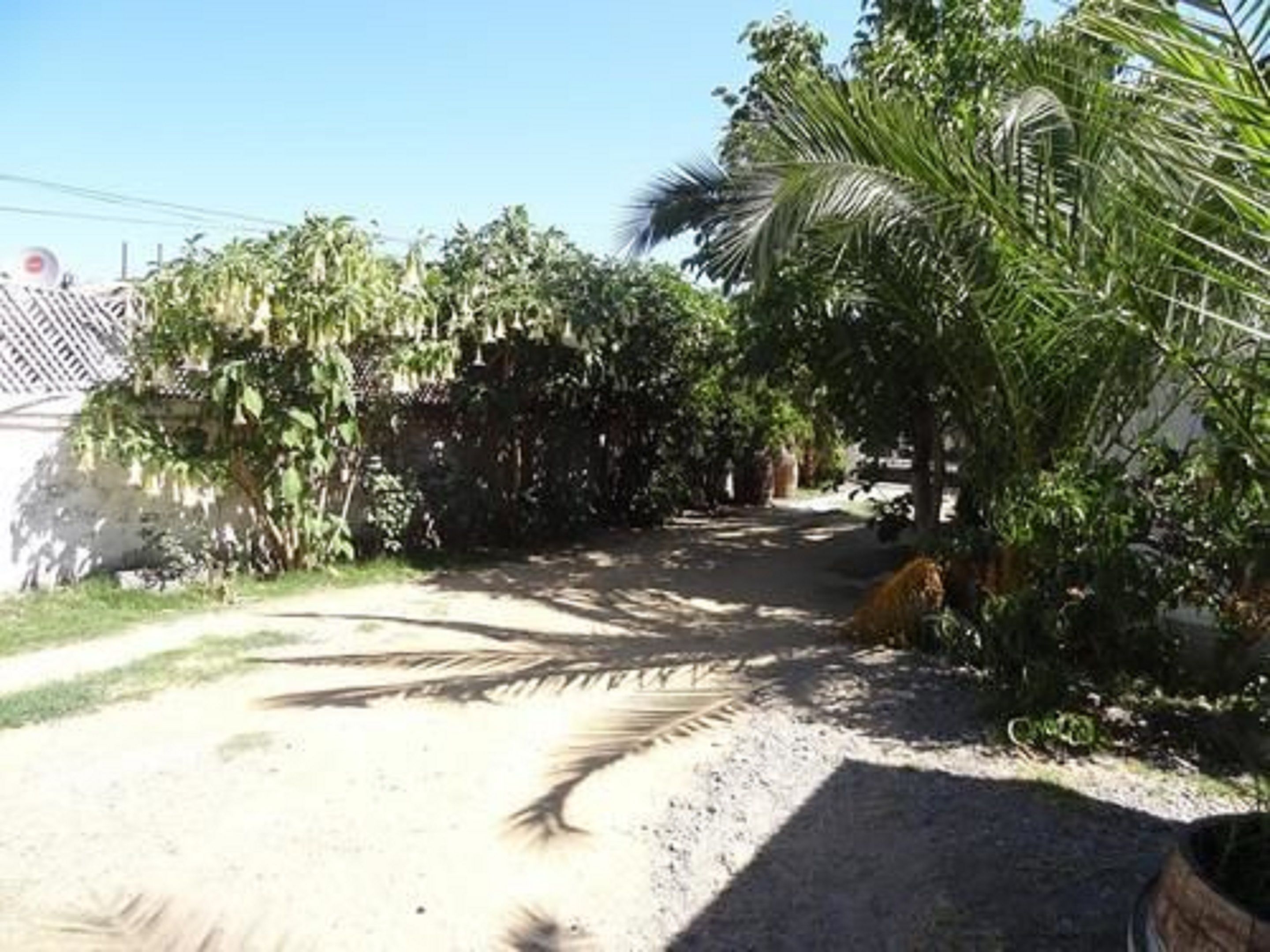 A dirt path leading through a garden with various plants and trees.