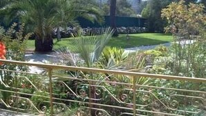 A garden with a variety of plants and a metal railing.