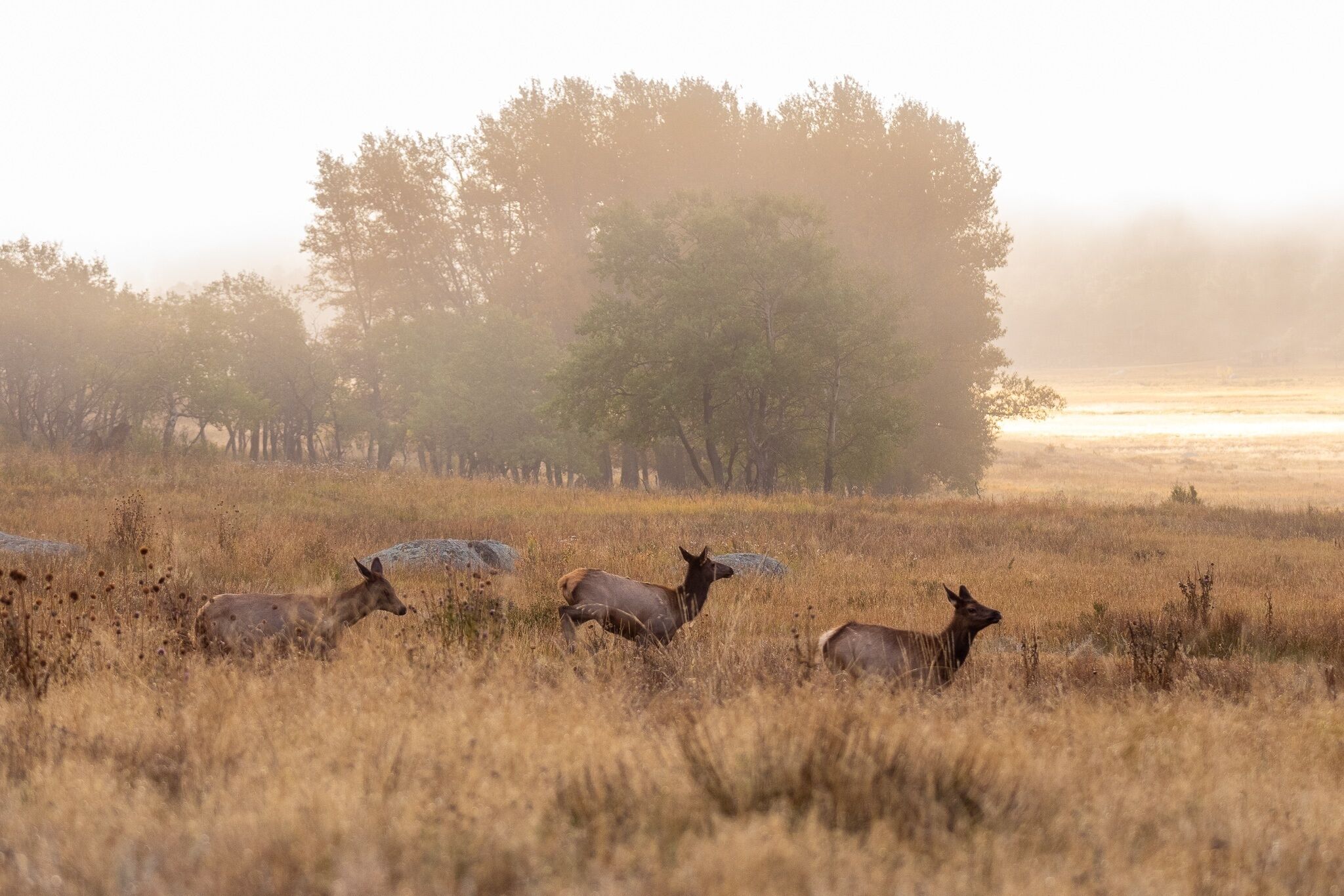 A field with elk grazing, trees in the background, and a misty atmosphere.