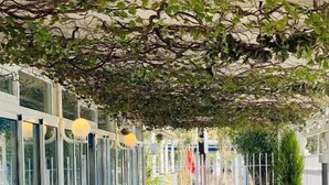 An outdoor dining area with tables set for a meal, surrounded by glass walls and covered by a leafy canopy. - Hotel Playa Canet (Canet de Berenguer)