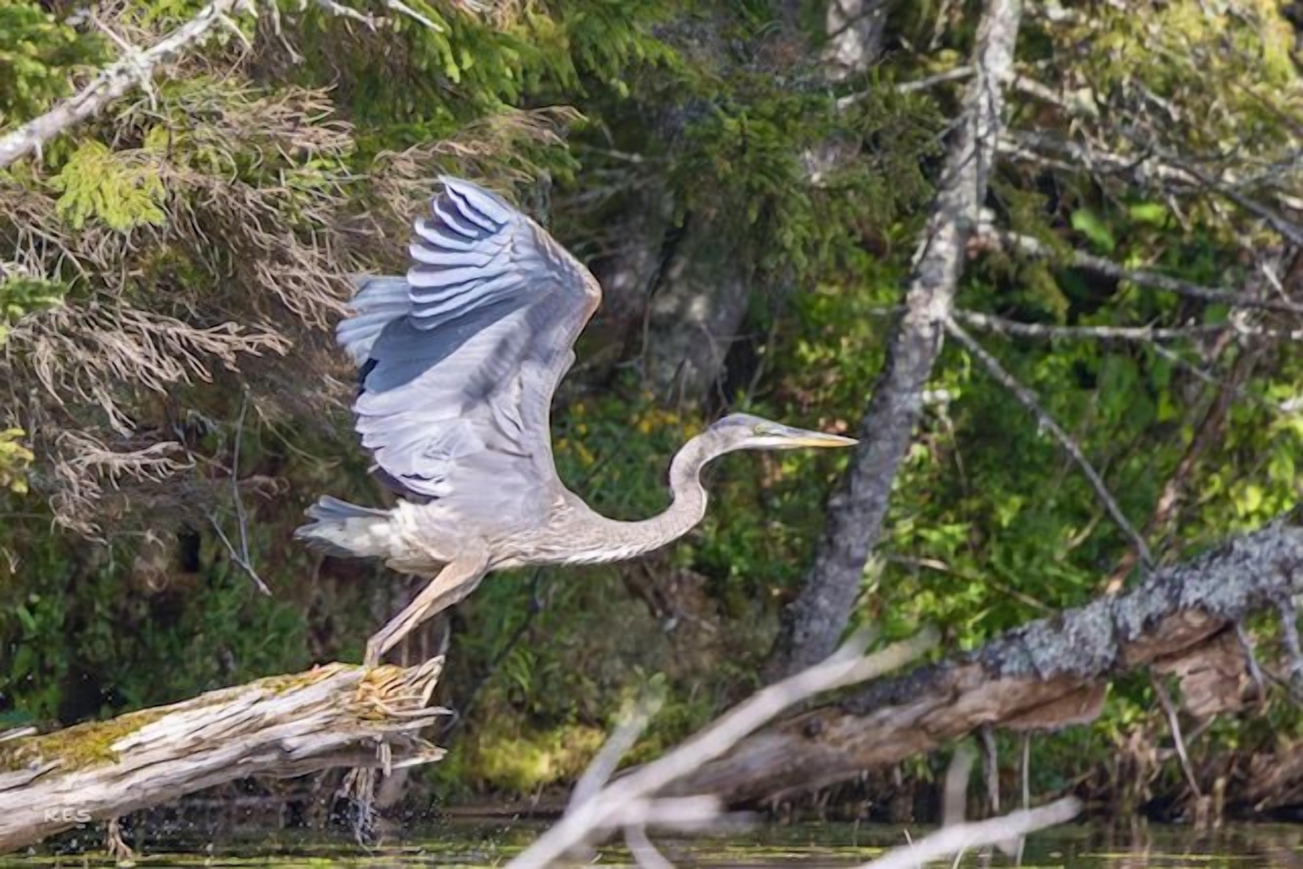 Un ocell vola sobre una massa d'aigua, amb arbres i branques al fons.
