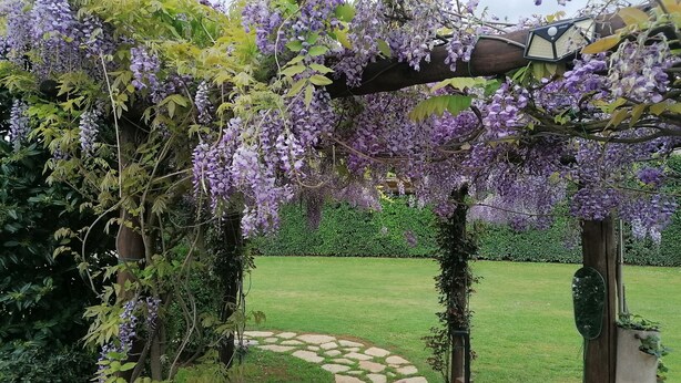 A garden with a stone pathway, a pergola with purple flowers, and a neatly trimmed hedge. - Beautiful rustic villa in Tuscany in Monteriggioni, between Siena and Florence.  (Monteriggioni SIENA)