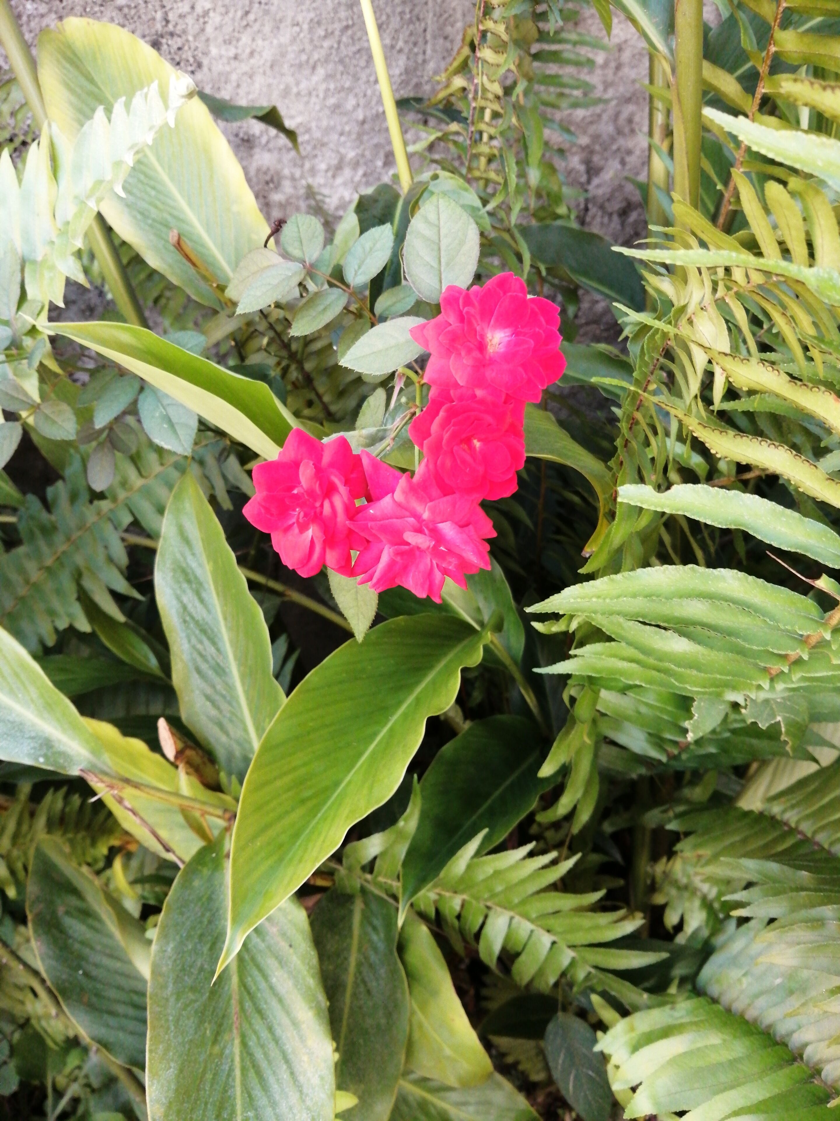 Een tuin met weelderig groen blad en roze bloemen.