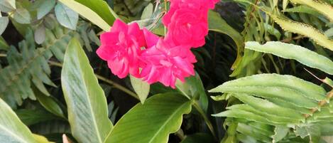 Een tuin met weelderig groen blad en roze bloemen.