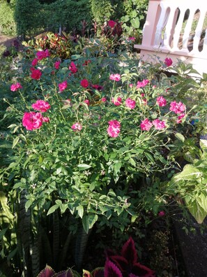 Exterior - Louislyn Apartments (Portsmouth)