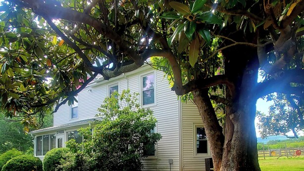 A house with a large tree in front, surrounded by greenery. - The Farm House at Peaks of Otter Winery and Orchards (Bedford)
