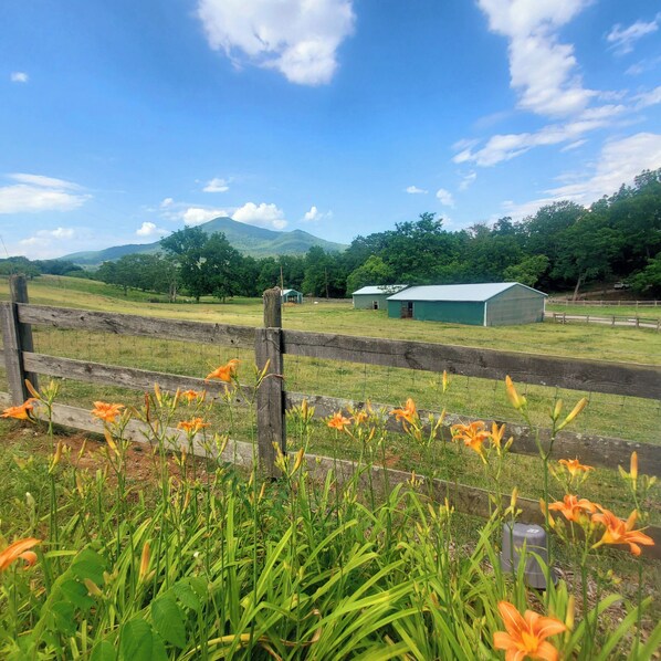 A rural landscape with a wooden fence, orange flowers, and a green building in the distance.