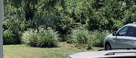 A white car parked in a driveway with a lush garden and a view of the ocean in the background.