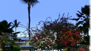 Schild mit der Aufschrift 'KONA REEF' vor einer Kulisse aus bunten Blumen und Palmen.