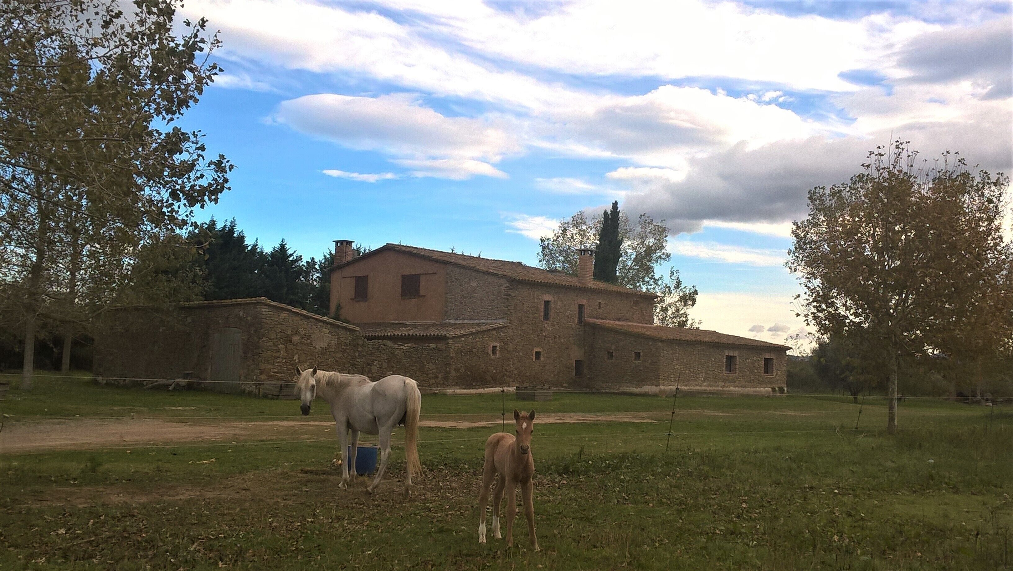 A rustic stone building with a stable area containing two horses.