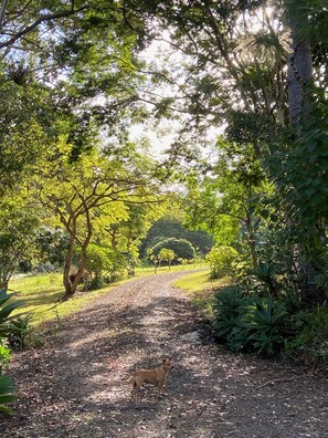 Property grounds - River House (aka Federal Hilton) - Byron Bay Hinterland holiday cottage (Federal)