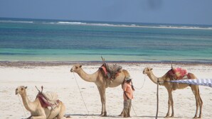 Three camels on a sandy beach with the ocean in the background. - Luxurious villa w/pool,10min beach, 280m²,w/ personal & cook, Jacuzzi, A/C,wifi (Kenia)