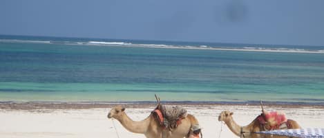 Nära stranden och solstolar