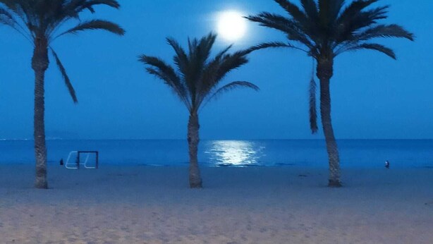 Une plage bordée de palmiers, sous un ciel dégagé.