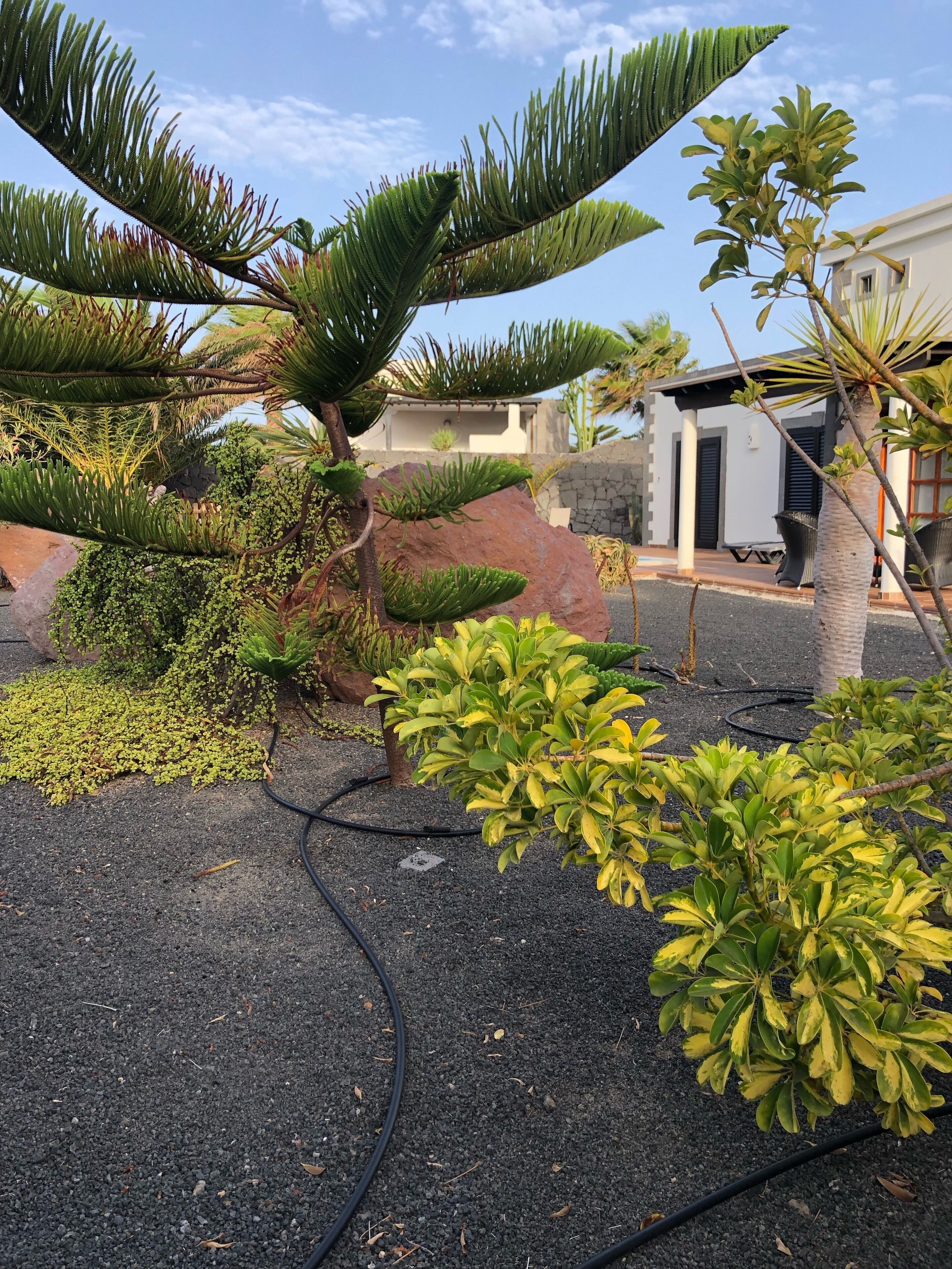 A landscaped garden with various plants and a gravel path.