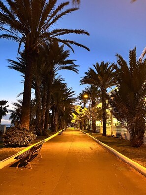A pathway lined with palm trees and benches, leading towards a building with a lighted entrance.