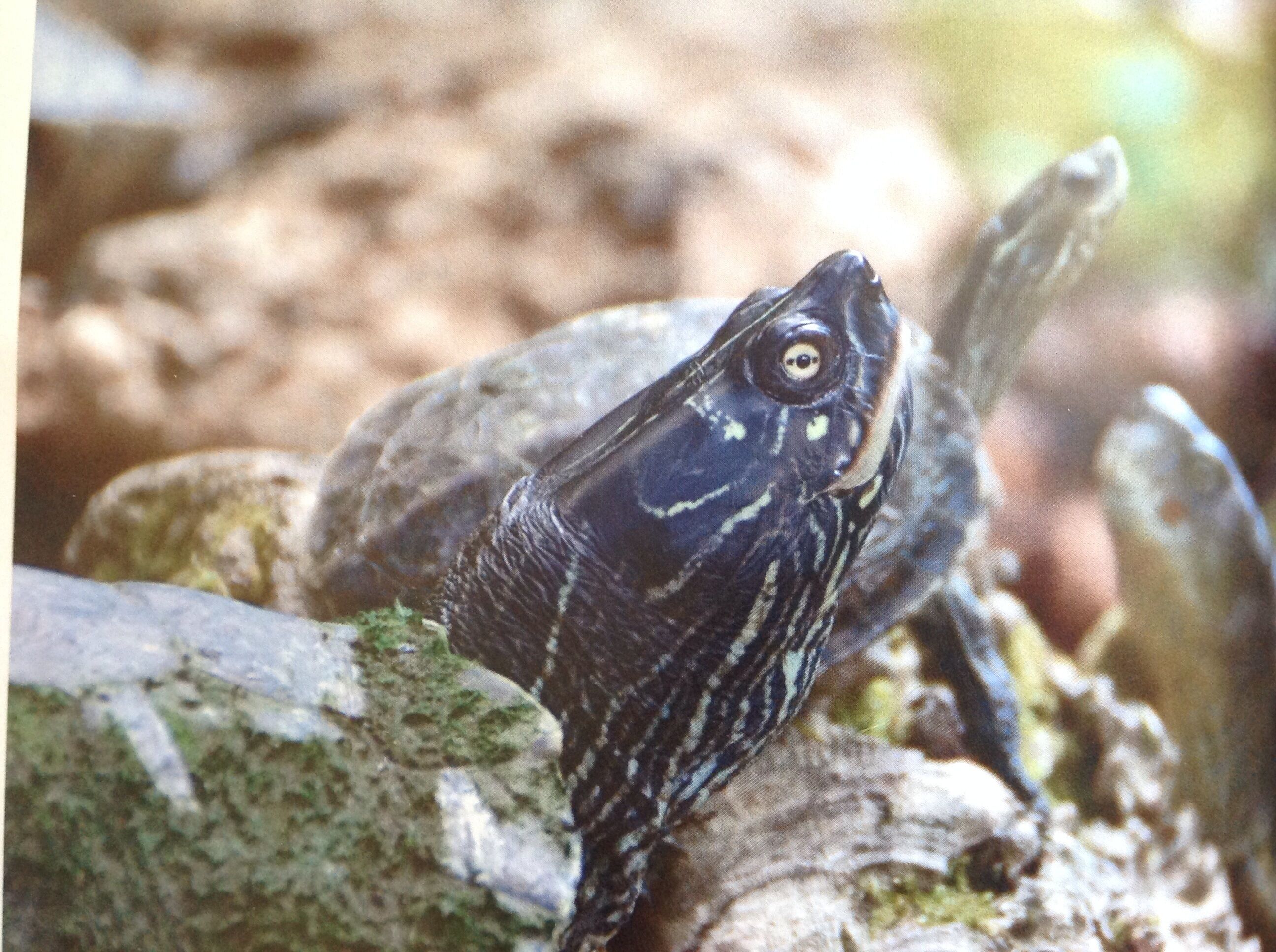 A fish with distinctive markings on a rocky surface.