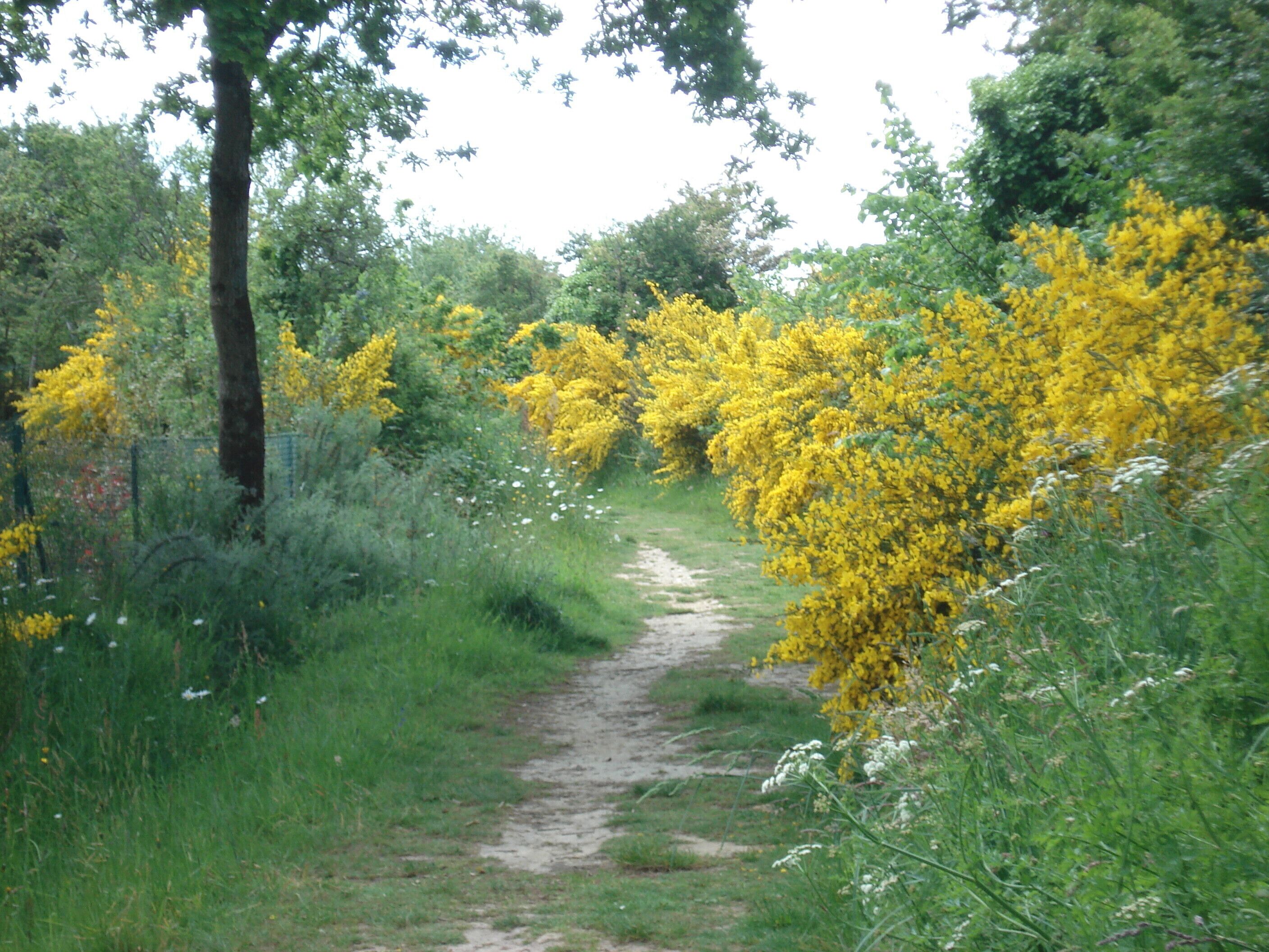 A dirt path surrounded by lush greenery and yellow flowering bushes.