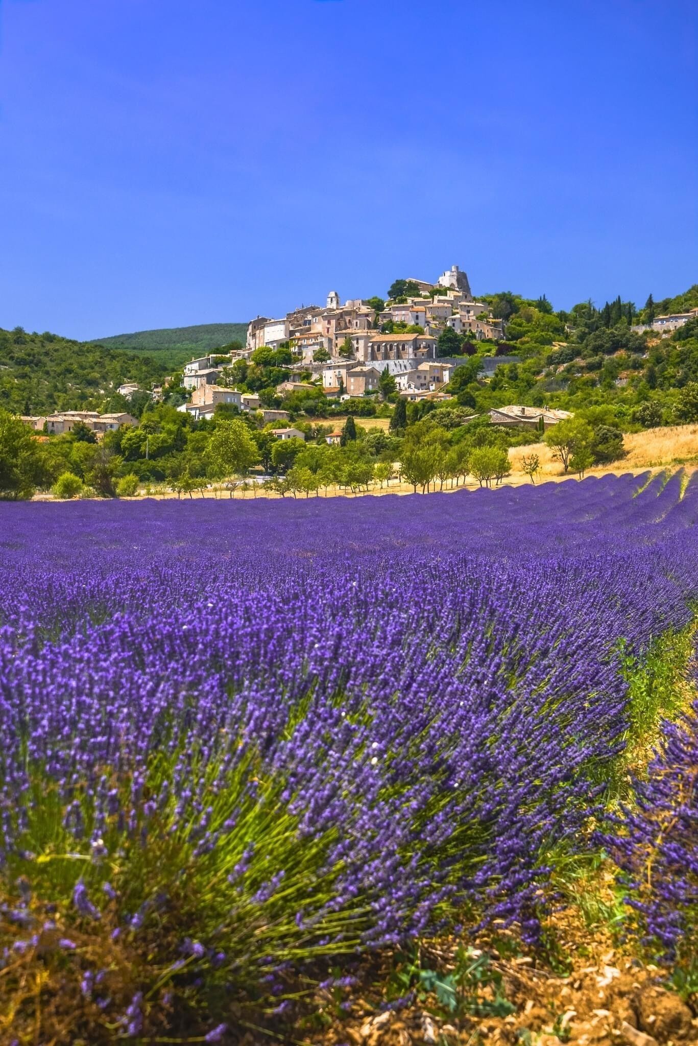 A lavender field with a historic building in the background.