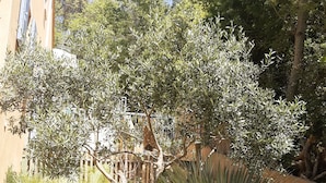 Un jardín con diversas plantas, incluyendo una yuca destacada y olivos, frente a un edificio de fachada color beige y valla de madera.