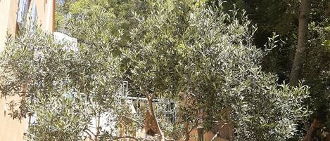 A garden with various plants, including a prominent yucca and olive trees, in front of a building with a beige facade and a wooden fence.