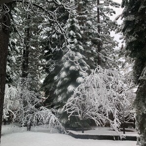 A snow-covered landscape with evergreen trees and a stone pathway.