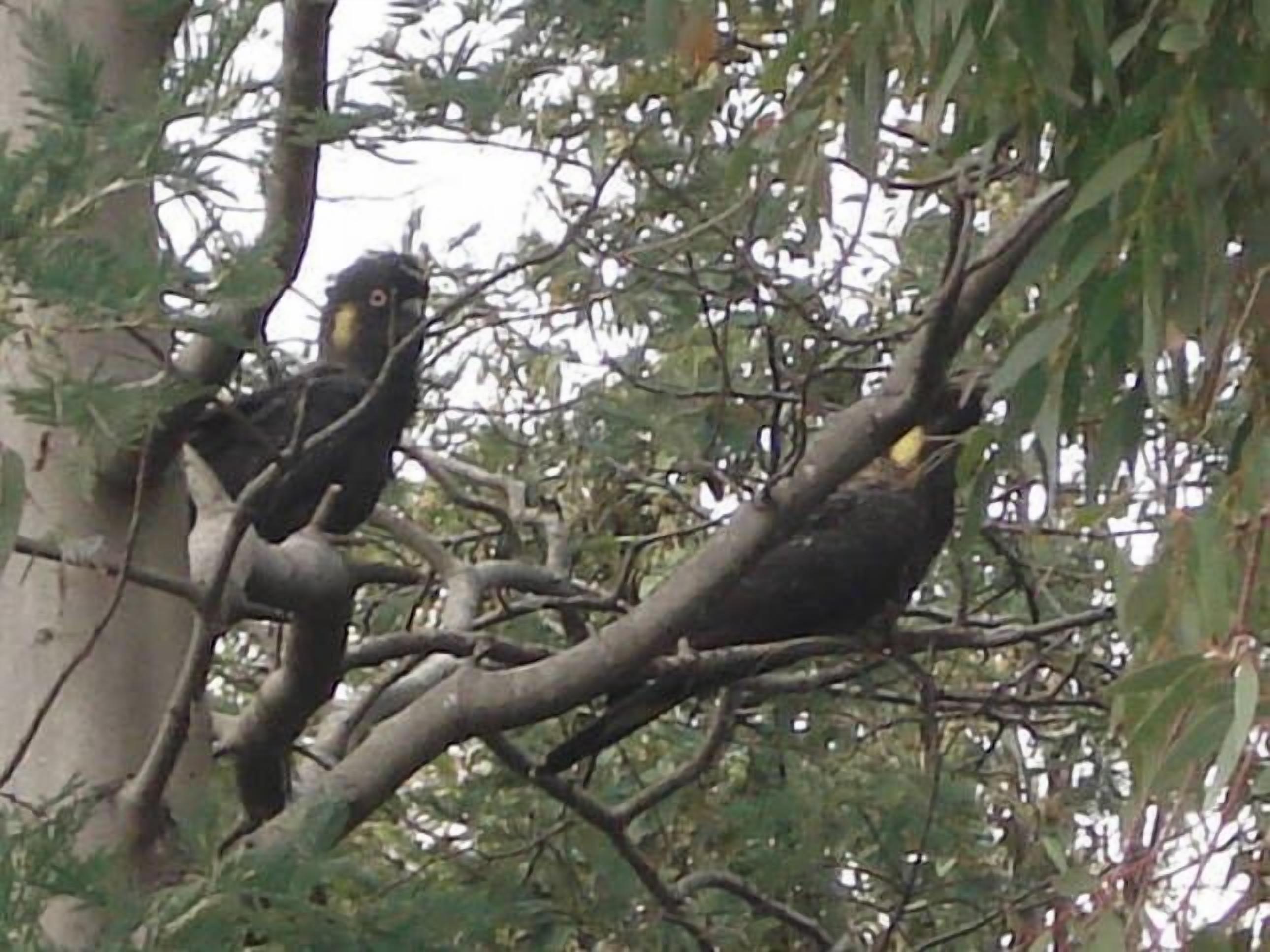 Beachbreaks StudioMarion Bay.  — image 14