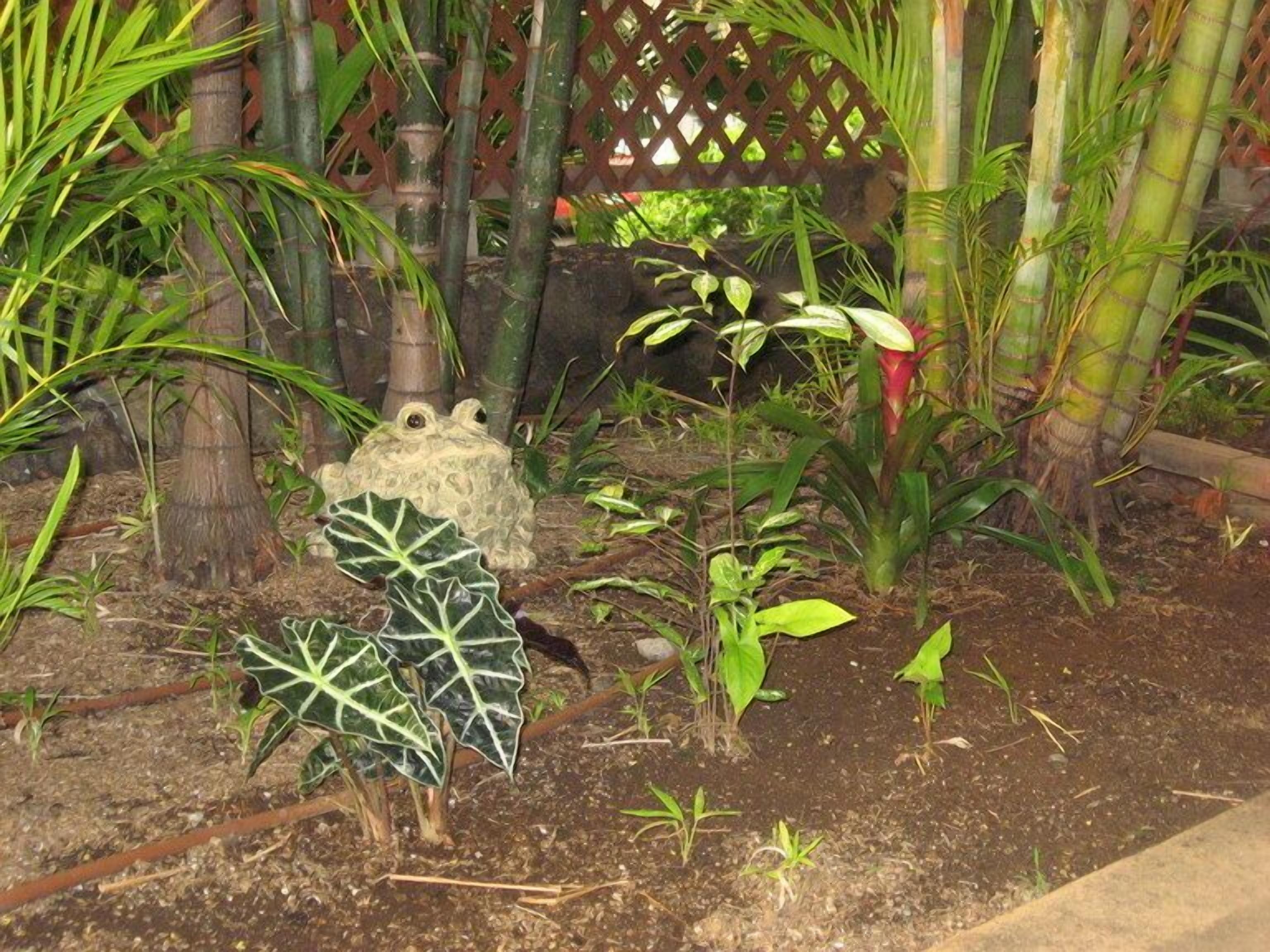 A garden with various plants and a bamboo fence.