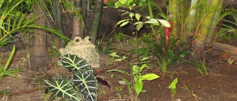 A garden with various plants and a bamboo fence.