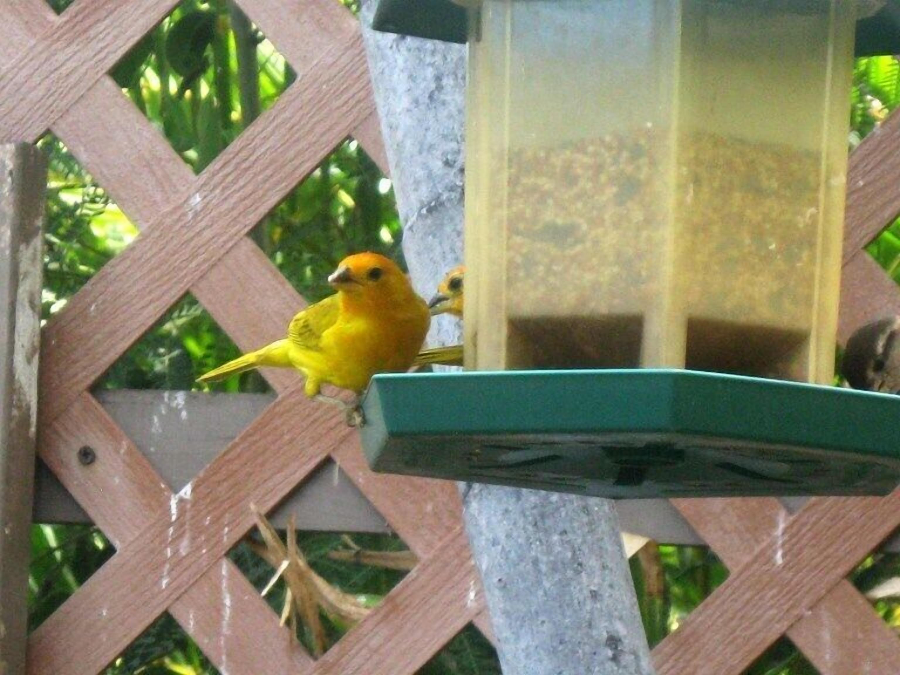 A bird feeder with a yellow bird perched on it.