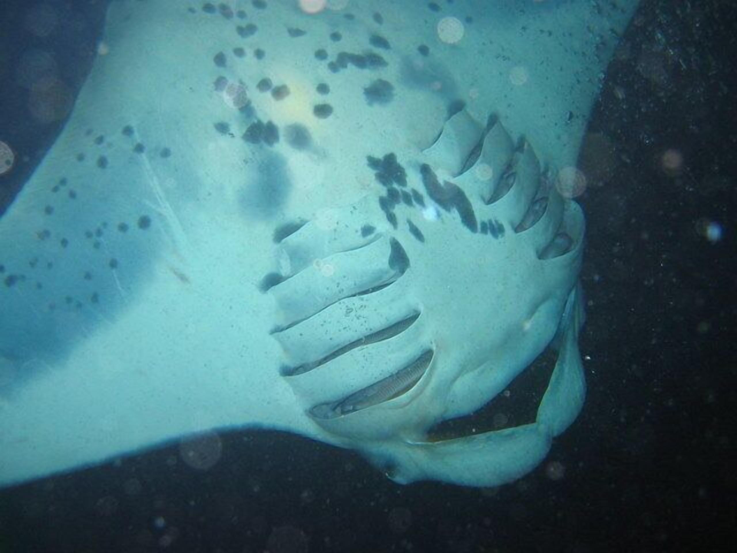 A close-up of a stingray's underside, featuring its distinctive gill slits and spotted pattern.