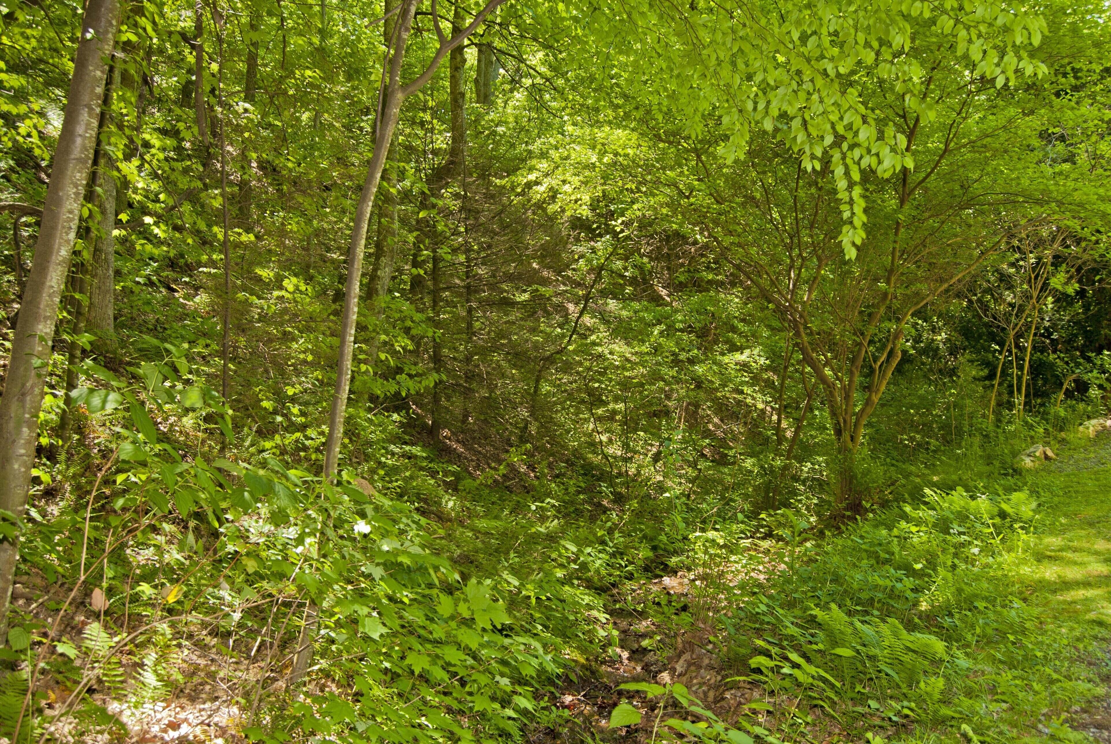 Mountain Stream flowing from ridge of Star Haven