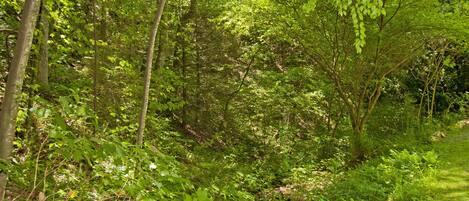 Mountain Stream flowing from ridge of Star Haven