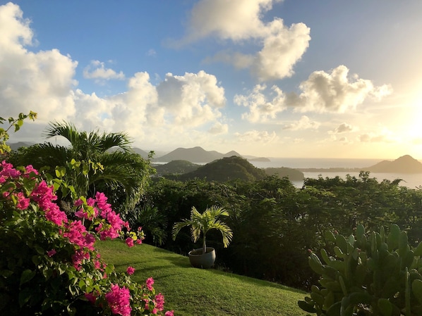Un jardin luxuriant, parsemé de fleurs roses éclatantes, avec un palmier et une vue sur des montagnes lointaines et une étendue d’eau.