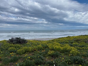 A coastal landscape with a field of yellow flowers and a view of the ocean under a cloudy sky. - Karma Waters Beach House (Middleton)
