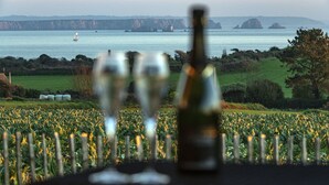 A vineyard with a table featuring two glasses and a bottle, overlooking a coastal landscape with hills and a body of water. - Vue mer panoramique, spa de luxe, proche plage, l'un des Gîtes de Fabie (Plougonvelin)