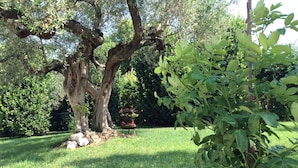 A garden with a large tree, a wheelbarrow with flowers, and a grassy area. - "Casale Giacinta" ancient cottage between sea and mountains with swimming pool (Pianella (PE))