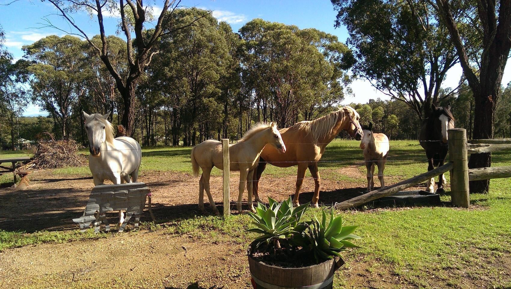 Silky Oak Cottage - Delightful 3 bedroom country cottage on Hermitage Road — image 26