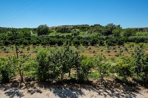 A vineyard with rows of grapevines and a hilly landscape in the background. - Quinta Do Pomarinho 46328/AL (Tavira)