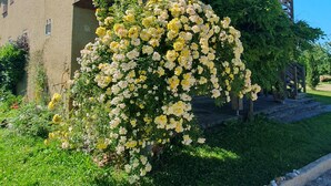 Un bâtiment rustique doté d’un balcon en bois et d’un jardin luxuriant parsemé de fleurs jaunes.