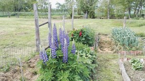 Un jardin agrémenté de plantes à fleurs et doté d’une clôture en bois.